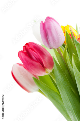 colorful spring tulips
