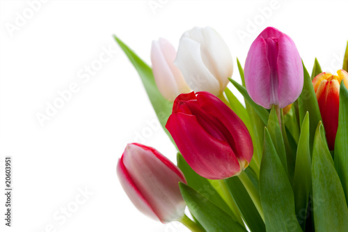 colorful spring tulips