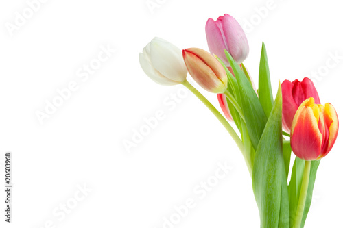 colorful spring tulips