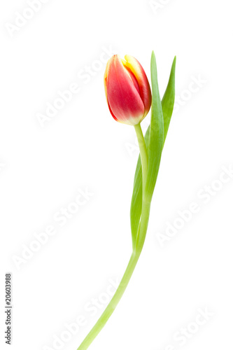 colorful spring tulips