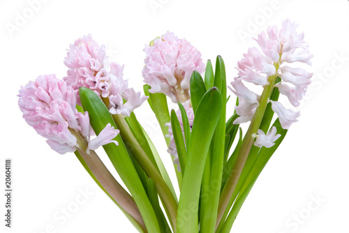 Beautiful hyacinth isolated
