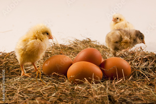 Chicken on eggs