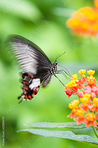 Butterfly flapping its wings
