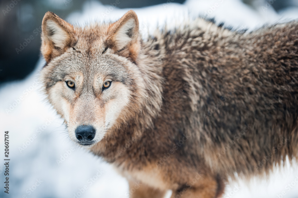 Obraz premium wolf (lat. Canis lupus)