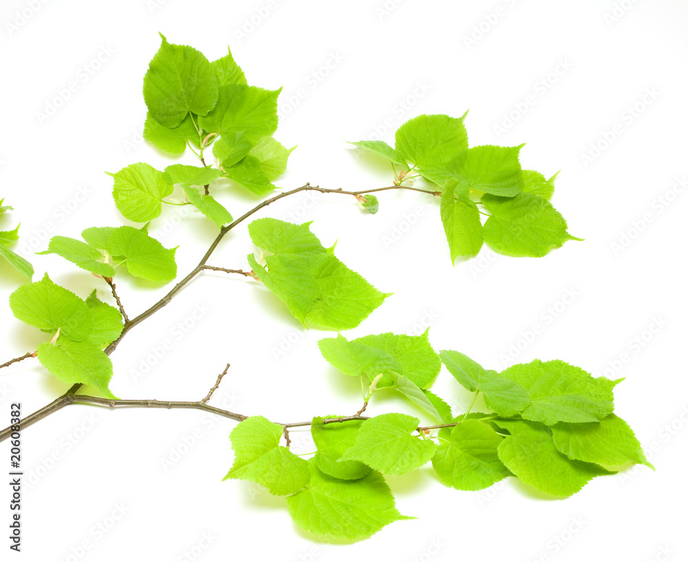Fototapeta premium Green lime tree branch isolated on white background