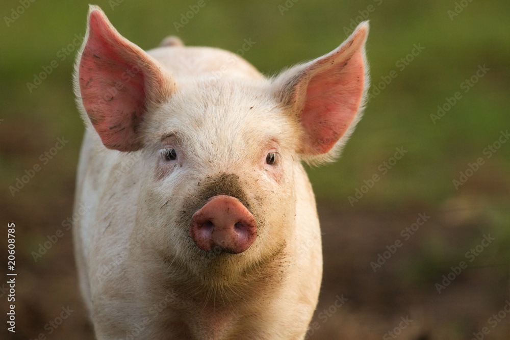 Piglet Piglet