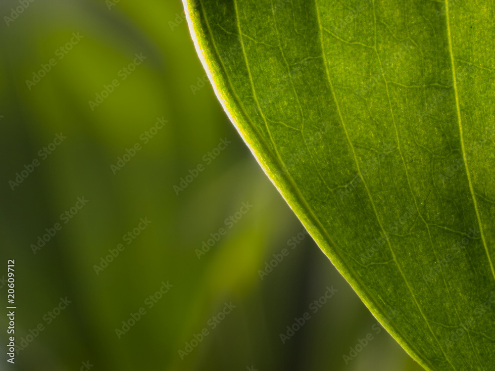 Green Leaf Macro Over Floral Background Green Leaf Macro Over Floral Background