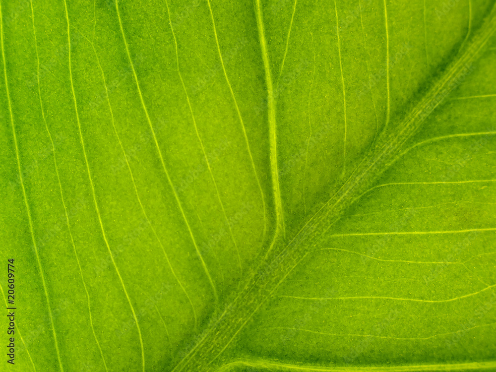 Green Leaf Macro Horizontal Green Leaf Macro Horizontal