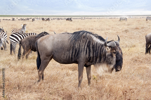 Fototapeta Naklejka Na Ścianę i Meble -  Gnus und Zebras im Ngorongoro Nationalpark