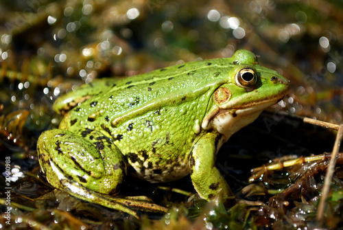 Green frog © ortodoxfoto