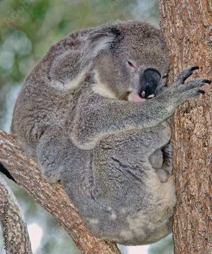 mother and baby koala photo