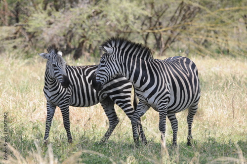 Zebras