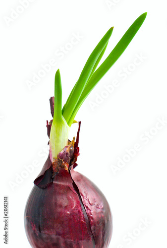 sprouts of red onion