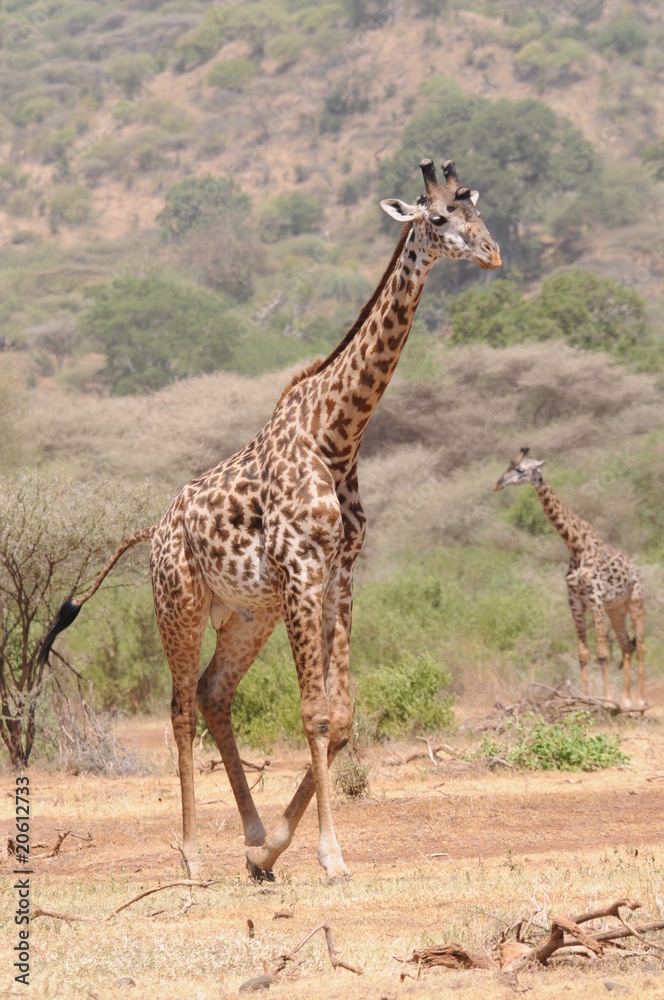 Obraz premium Giraffe