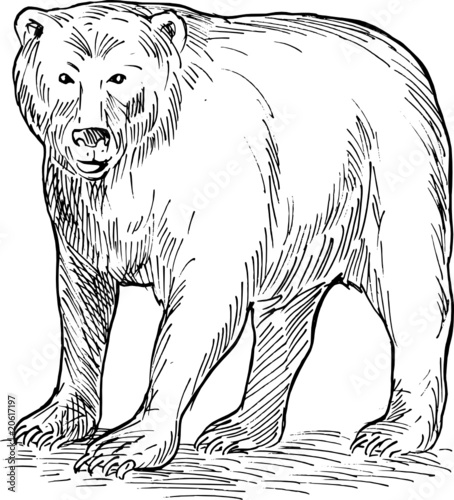 Brown bear drawing