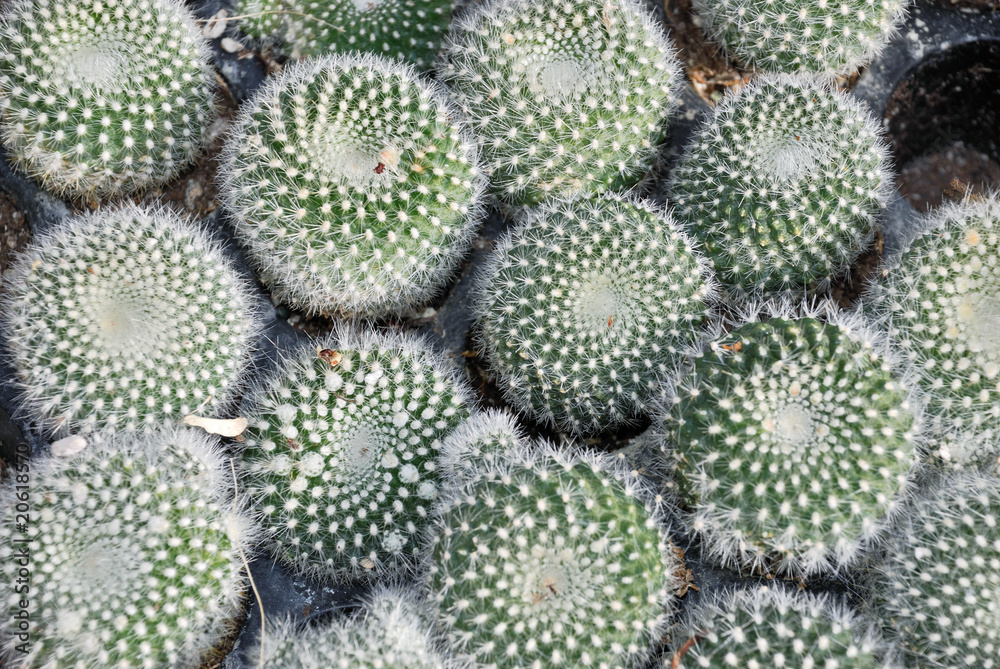 Mammillaria cacti Mammillaria cacti