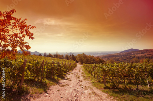 Panoramic view of a vineyard in Tuscany, Italy.