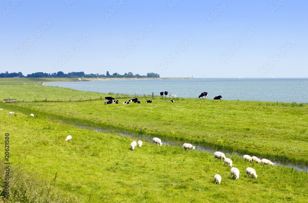 Summer in the River forelands