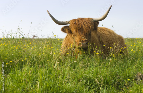 Long haired cow