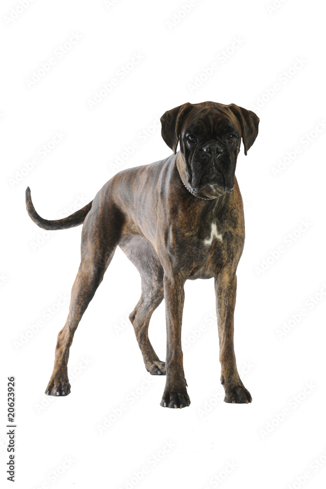 boxer bringé debout de face en studio sur fond blanc Stock Photo | Adobe  Stock