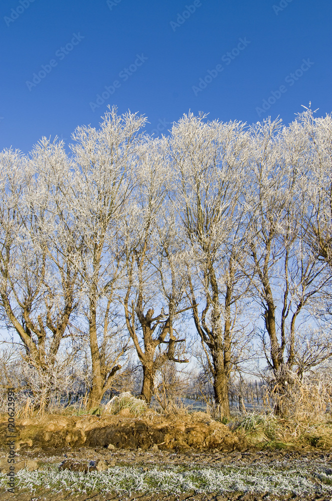 Fototapeta premium Hoarfrost