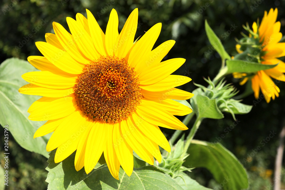 Big sunflower Big sunflower