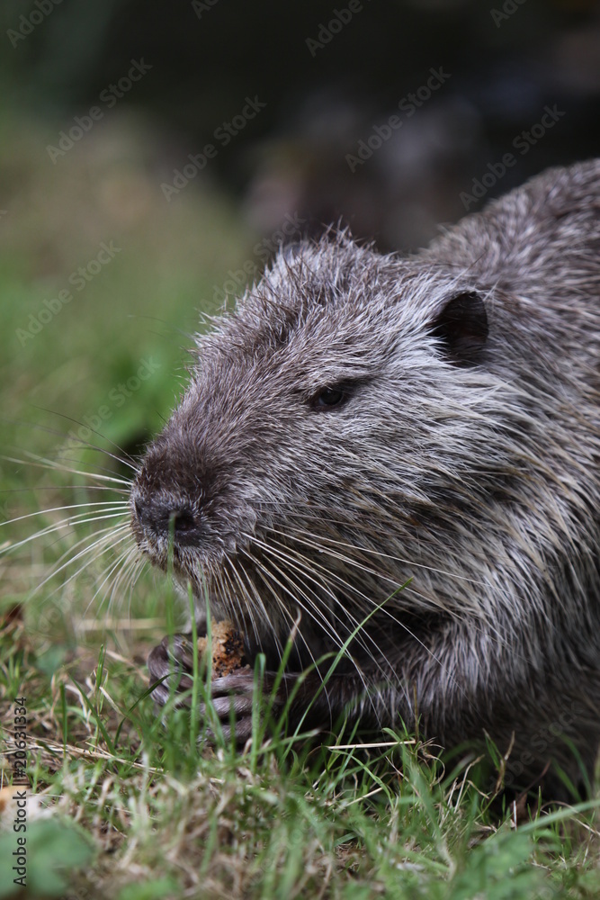 Nutria Nutria