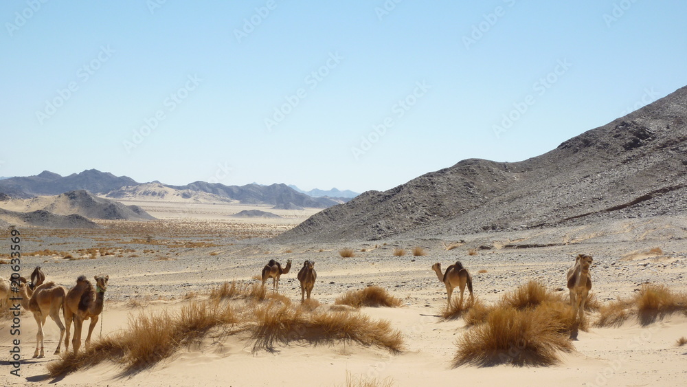 custom made wallpaper toronto digitalDromadaire