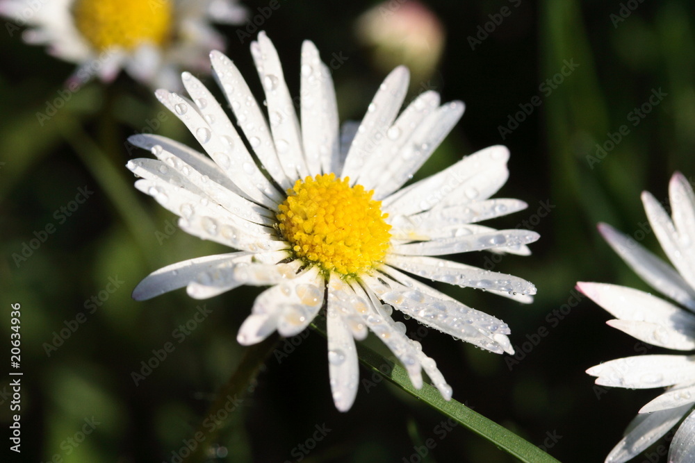 Fototapeta premium Gänseblümchen mit Tautropfen