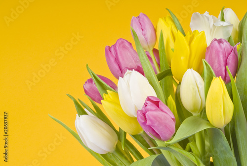 Colorful Tulips on Yellow Background