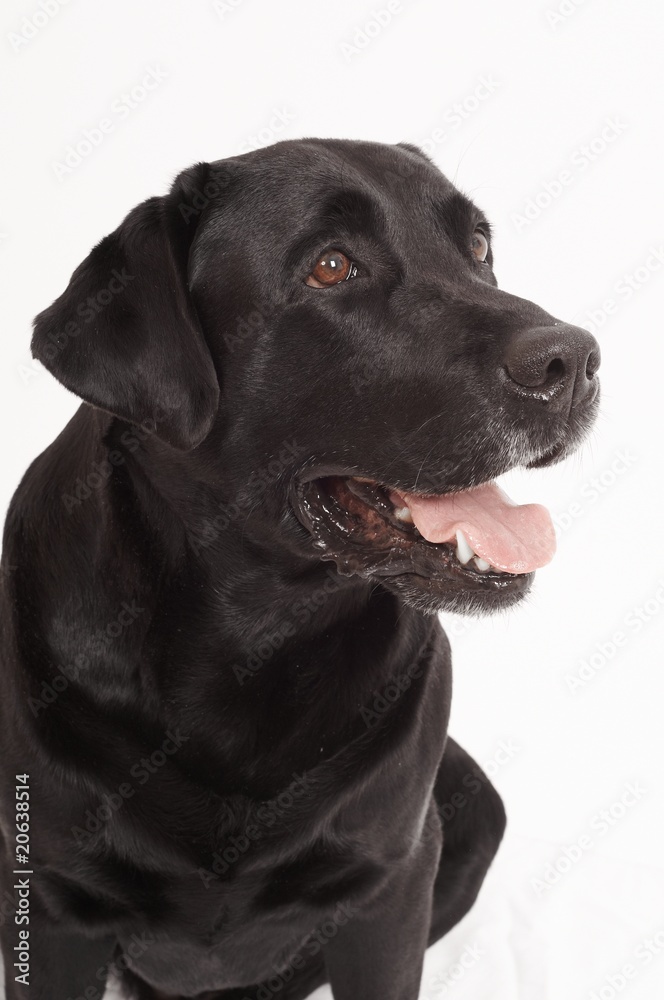 Retriever Labrador dog of a black shade in studio Retriever Labrador dog of a black shade in studio
