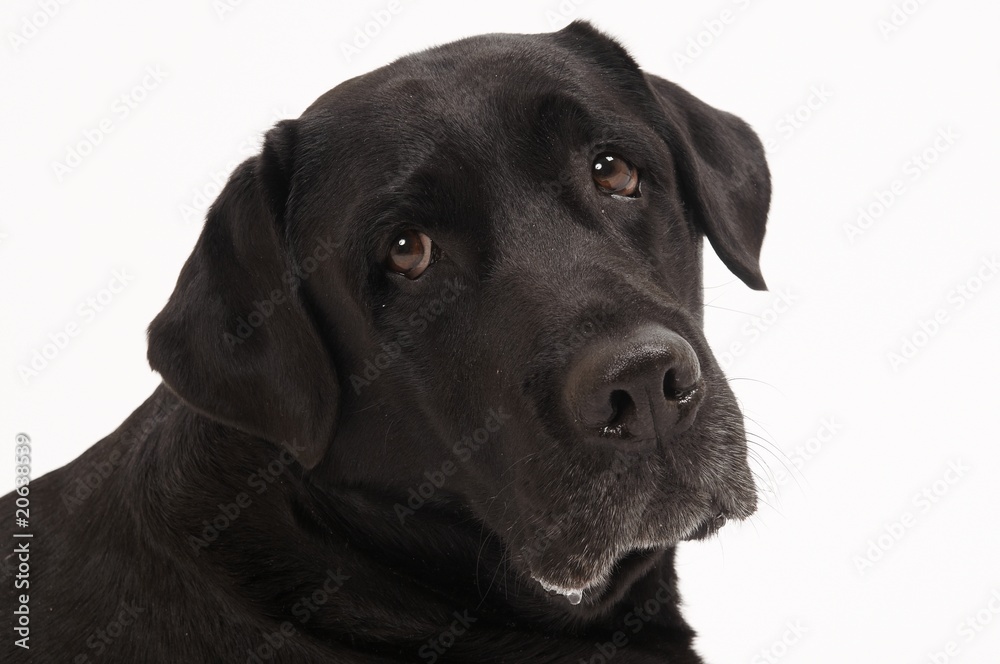 Retriever Labrador dog of a black shade in studio Retriever Labrador dog of a black shade in studio