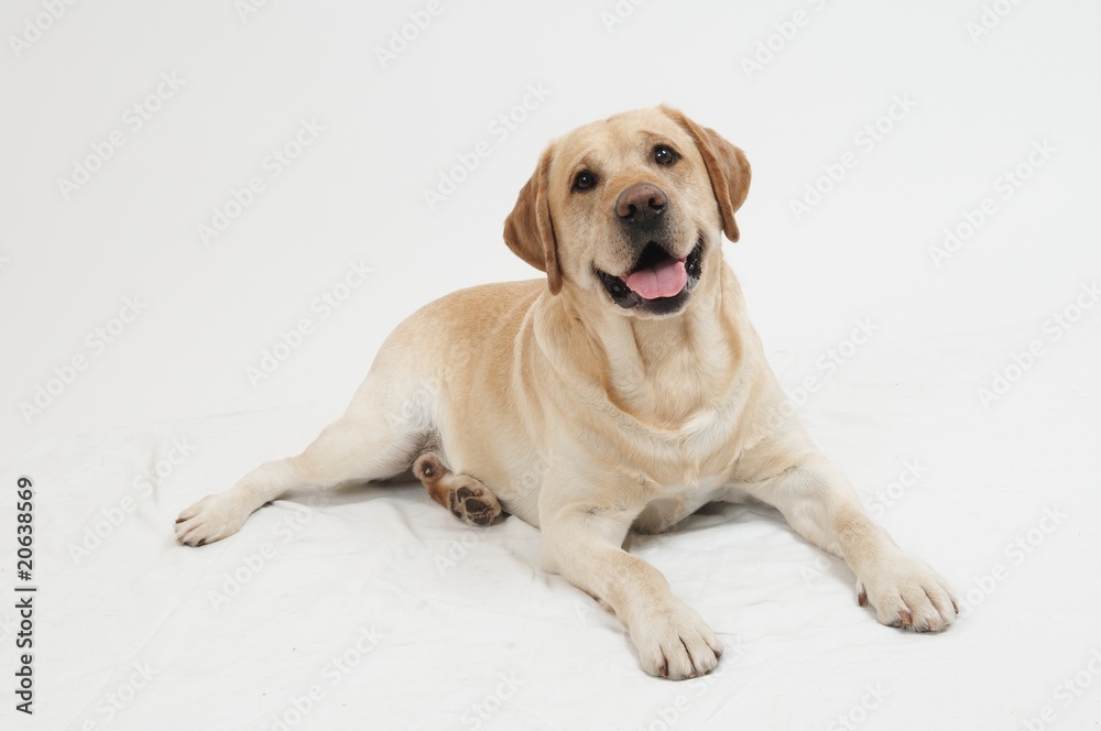 Retriever Labrador dog of a yellow ivory creme shade in studio Retriever Labrador dog of a yellow ivory creme shade in studio