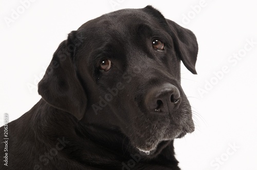 Retriever Labrador dog of a black shade in studio