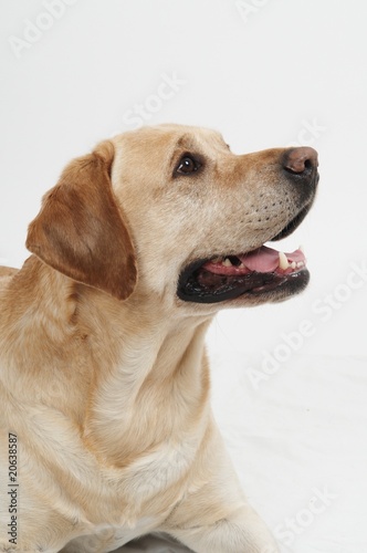 Retriever Labrador dog of a yellow ivory creme shade in studio