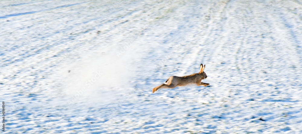 Obraz premium Escaping hare
