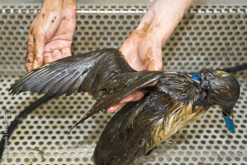 Photography Cleaning an oil bird