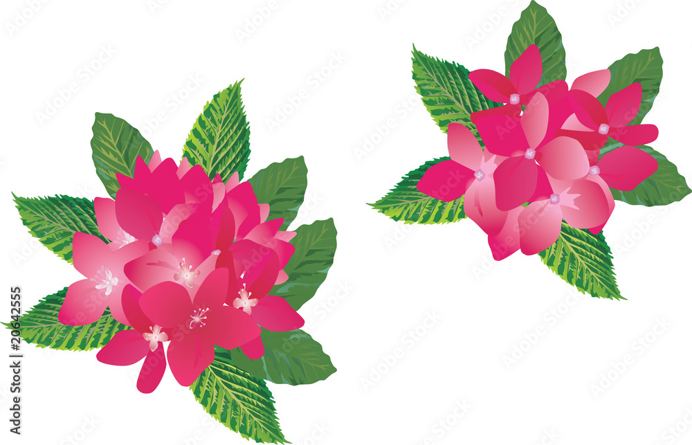 pink flowers in green foliage