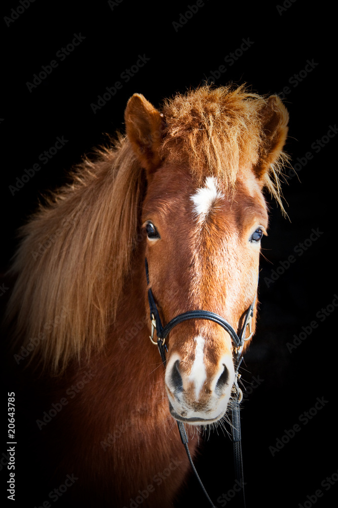 Obraz premium Pferdekopf