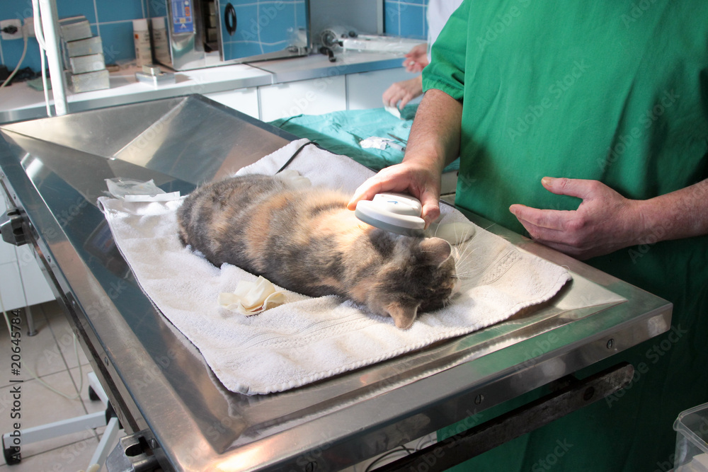 identifiant puce chat