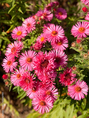 bright pink michaelmas daisies