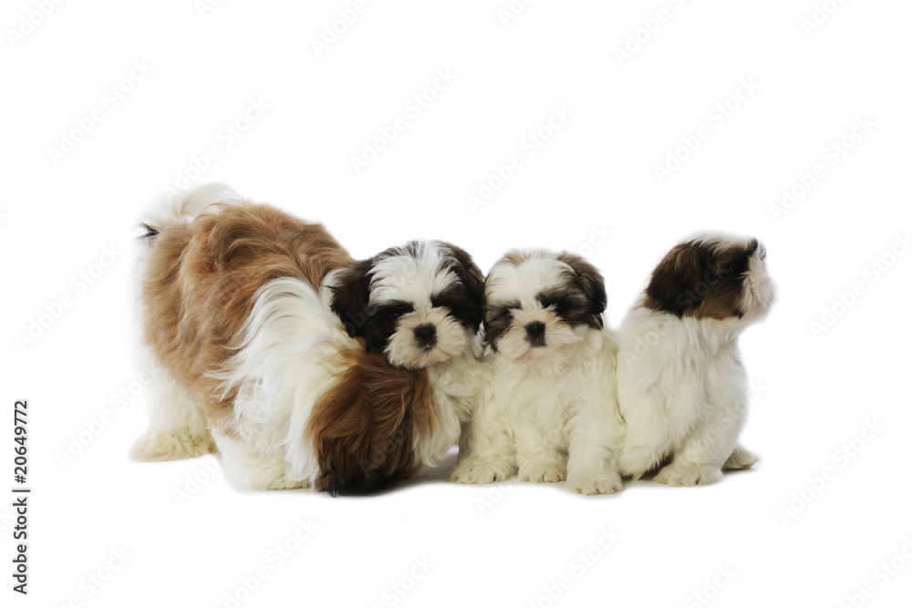 maman shi tzu s'occupant de ses trois bébés maman shi tzu s'occupant de ses trois bébés