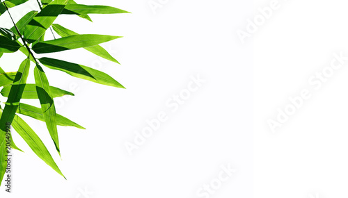 Bamboo leaves