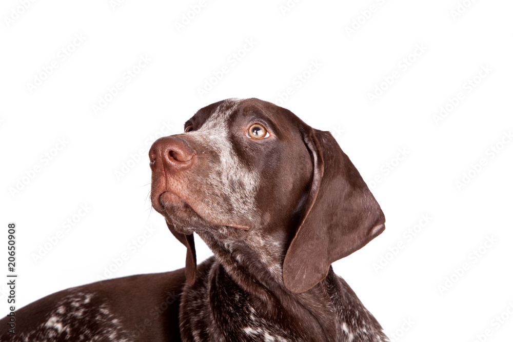 German short-haired pointer the hunting dog on white