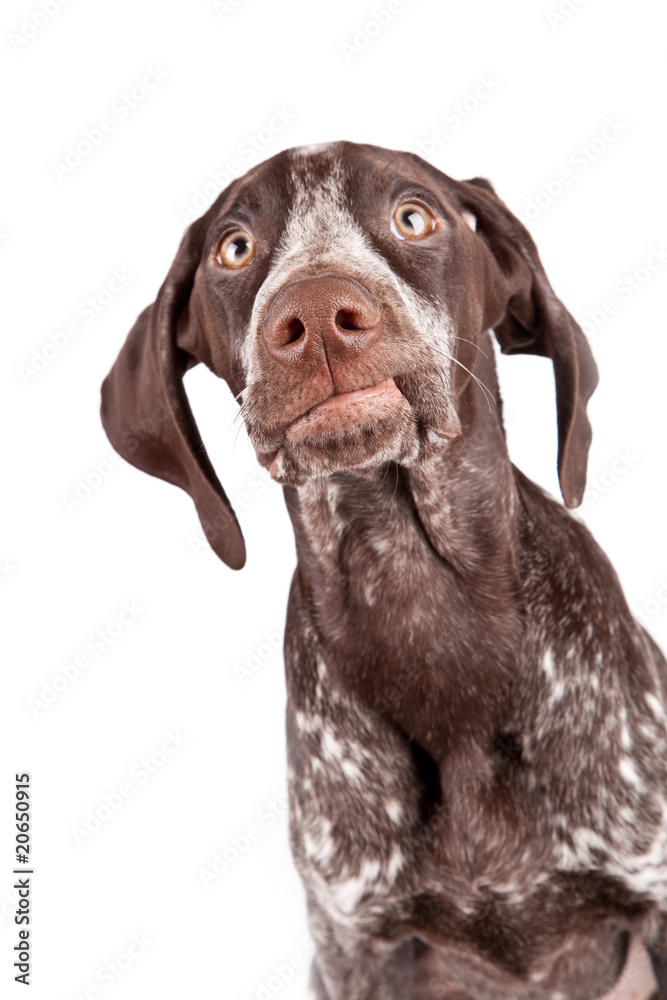 grining dog. German short-haired pointer