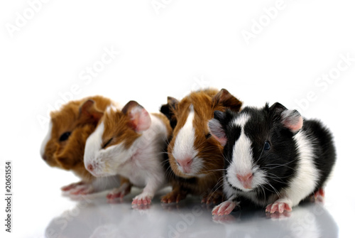 Four baby guinea pigs