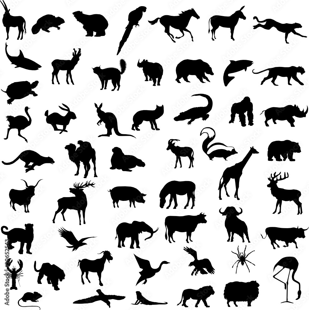 Fototapeta premium Various wild animals silhouettes