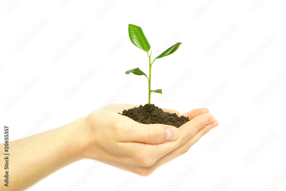 plant in hands plant in hands