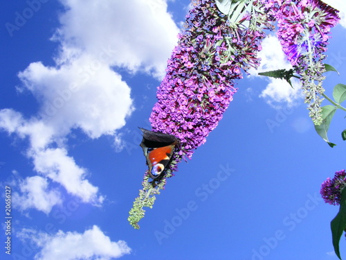 papillon