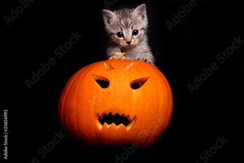 Halloween Katze © Sven Grundmann